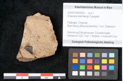 Foto (Objekt + Etikett) von Araucaria sternbergii Goeppert (NHMW-GEO-2024-0188-8283)